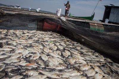 FOTO: Ribuan Ikan Keramba Waduk Kedung Ombo Mati