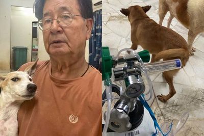 Pria Ini Tak Bisa Rawat 59 Hewan yang Ia Selamatkan Akibat Covid-19, Minta Bantuan Netizen