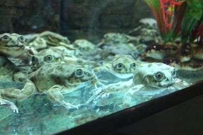 Kebun Binatang Inggris Menambahkan Katak Skrotum sebagai Satwa Langka!