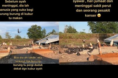 Ratusan Merpati Lepas Kepergian Pria yang Selalu Beri Makan Mereka