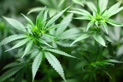 Panama Menambah Panjang Daftar Negara-negara yang Melegalkan Ganja untuk Medis