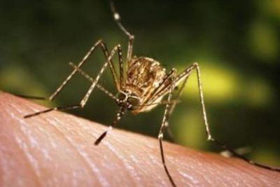 Rusia Peringatkan Potensi Kenaikan Kasus Virus West Nile pada Musim Gugur