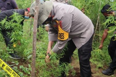 Polisi Musnahkan 200 Batang Pohon Ganja di Dairi, 1 Orang Diamankan