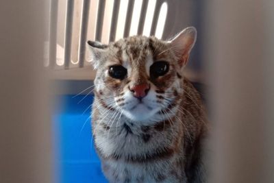 Warga Tulungagung Tak Sengaja Temukan Kucing Hutan, Kini Diserahkan ke BKSDA Kediri