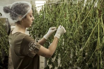 Kongres Panama Legalkan Ganja untuk Kepentingan Medis, Pertama Kalinya di Amerika Tengah