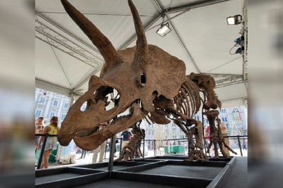 Sisa-sisa Fosil Dinosaurus Triceratops akan Dijual di Rumah Pelelangan Paris!