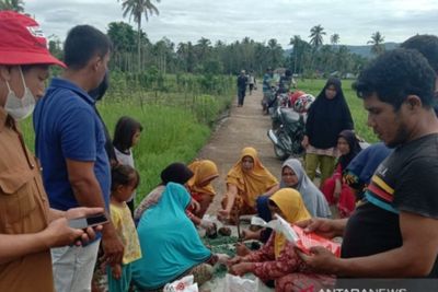 Serangan Hama Tikus di Tapsel Meluas, 40 Hektare Sawah Petani Rusak Parah