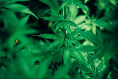 Mantap, Panama Melegalkan Ganja untuk Kepentingan Medis