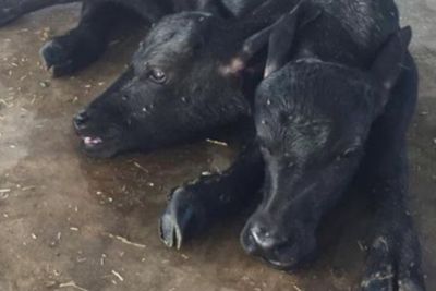 Pemandangan Langka! Seekor Kerbau Melahirkan Anak Sapi Berkepala Dua