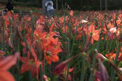 FOTO: Kebun Bunga Amarilis Mulai Berbunga