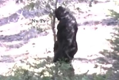 Pemburu Bigfoot Rilis Penampakan Terbaik dari Sosok Hitam Itu yang Berkeliaran di Hutan