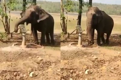 Gajah Pintar Ini Terekam Ambil Air dari Sumur Pompa Pakai Belalainya & Minum Secukupnya