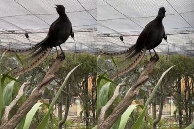 Burung Lyrebird, Hewan yang Bisa Meniru Suara Anak Kecil Menangis hingga Gergaji Mesin