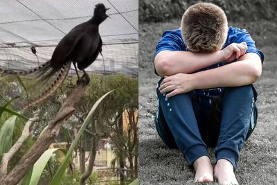 Ternyata Suara Anak Kecil Menangis Bisa Datang dari Burung Ini, Bikin Merinding Dengarnya