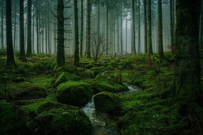Mengenal Black Forest, Salah Satu Hutan Menyeramkan di Jerman