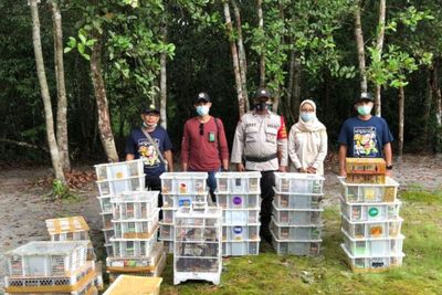 BKSDA Kalimantan Tengah Berhasil Gagalkan Pengiriman Ilegal Ribuan Ekor Burung