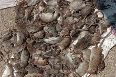 Lindungi Padi Sawah, Petani di Tapsel Berburu Hama Tikus Massal