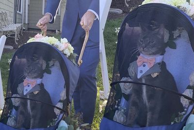 Viral Foto Kucing Peliharaan Didandani Setelan Jas Nikah, Duduk Anteng di Stroller Bayi
