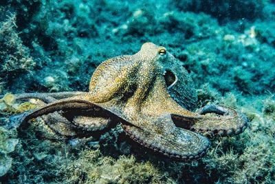 Mengenal Gurita Hewan Paling Cerdas di Laut, Ini Penjelasan Ilmiahnya