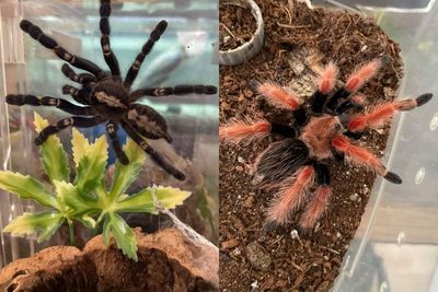 Penyewa Hilang, Tuan Rumah Terkejut Temukan 19 Tarantula dan Ular Sanca di Apartemen