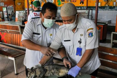 FOTO: Sterilisasi Kucing di Jakarta