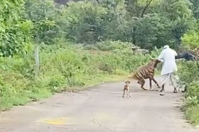 Momen Ngeri Lansia Diterkam Si Predator Hyena saat Jalan Santai Bersama Anjingnya