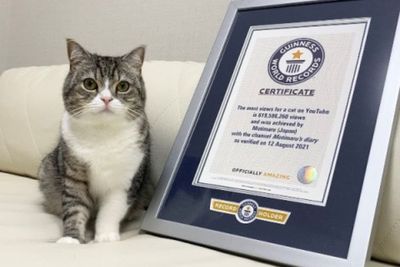 Kucing asal Jepang Ini Pecahkan Rekor Dunia Gara-gara Youtube