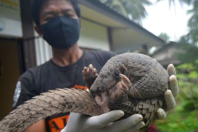 FOTO: Trenggiling Masuk Permukiman Warga di Padang