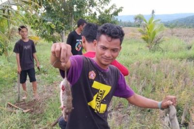 Masyarakat Tapsel Lanjutkan Perburuan Hama Tikus, Libatkan Anggota TNI