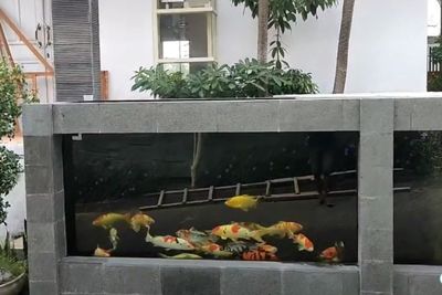 Viral! Pria Ini Buat Pagar Rumahnya dari Kolam Ikan Koi, Netizen Malah Takutkan Hal Ini
