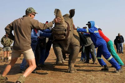 FOTO: Memotong Cula Badak Untuk Mencegah Perburuan di Afrika Selatan