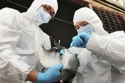 Naikkan Status Waspada Flu Burung, Prancis Akan Musnahkan Semua Hewan yang Terinfeksi