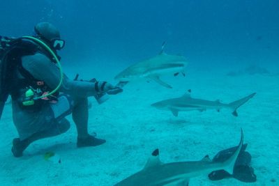 FOTO: Wisata Menyelam Bersama Hiu di Perairan Pulau Mitita