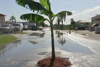Pria Ini Menanam Pohon Pisang untuk Mengatasi Lubang di Kotanya