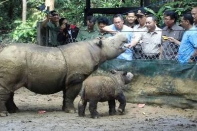 Penangkaran Badak akan Dibangun di Aceh Timur, Bupati: Ini Prospek Bagus untuk Ekonomi
