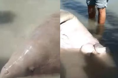 Duh! Ikan Duyung Terdampar Malah Dilarikan Warga, Diduga Dijual di Pasar Rp100 Ribu per Kg