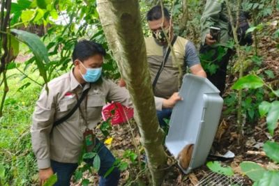 BKSDA Padangsidimpuan Lepasliarkan Seekor Kukang ke Suaka Margasatwa Barumun