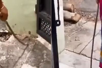 Ular Kobra Masuk Rumahnya, Cara Wanita Ini Usir Ular Bikin Salfok