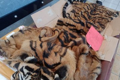 Polisi Gagalkan Penyelundupan Kulit Harimau Sumatera di Lampung Selatan