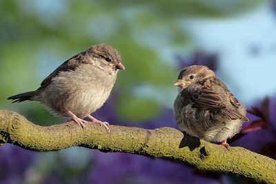 Ratusan Burung Pipit Mati di Bali, Yuk Kenali Hewan Berkelompok Itu
