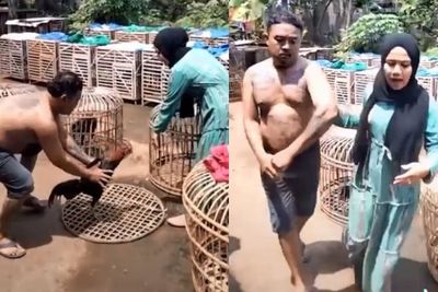 Sedang Asyik Main Sama Ayam, Pria Bertato Kena Omel Istri, Manut Disuruh Pulang ke Rumah