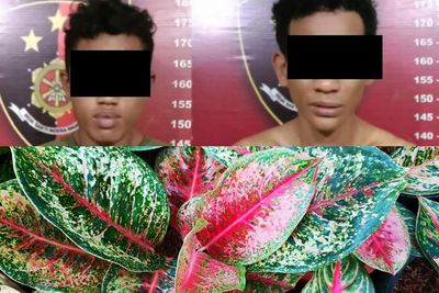 Gondol Puluhan Bunga Aglonema di Tanjung Morawa, Dua Pria Ini Dibekuk Polisi