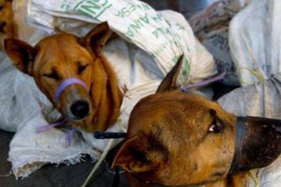 Perumda Pasar Jaya Beri Sanksi Administrasi ke Oknum yang Jual Daging Anjing
