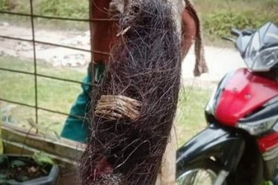 Geger, Bocah di Labuhan Batu Temukan Benda Mirip Jenglot, Jatuh dari Pelepah Sawit