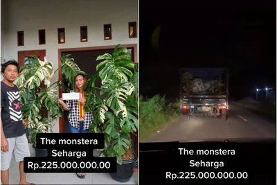 Viral Tanaman Hias Monstera Variegata Laku Terjual Rp225 Juta, Bikin Netizen Melongo