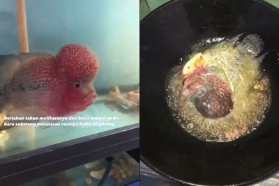 Pria Ini Tega Goreng Ikan Louhan yang Dirawatnya dari Kecil Hingga Besar, Alasannya Sepele