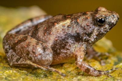 Microhyla sriwijaya, Penemuan Baru Katak Kecil Bermulut Sempit dari Belitung dan Lampung