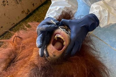 Terancam Punah, Orang Utan di Malaysia Mendapatkan Tes Covid-19