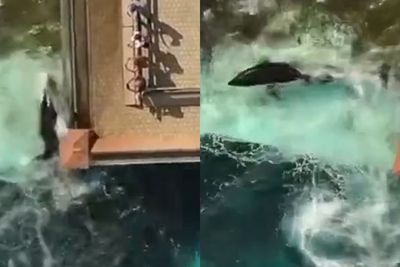 Orca Tawanan Terakhir Kanada yang Bertahan Ini Dijuluki Paus Paling Kesepian di Dunia