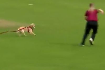 Video Seekor Anjing Mencuri Bola dan Berlari di Lapangan saat Laga Kriket Sedang Berjalan
